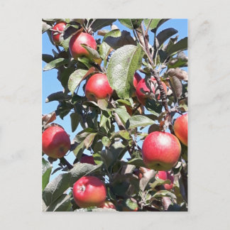 Carte postale Apple Orchard