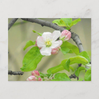 Carte Postale Apple rose fleurissent