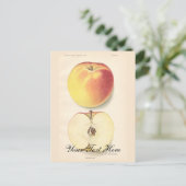 Carte postale Apple vintage (Debout devant)
