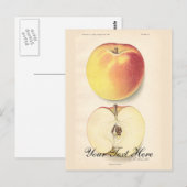 Carte postale Apple vintage (Devant / Derrière)