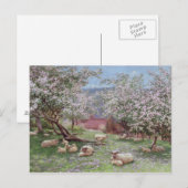 Carte Postale Appleblossom (Devant / Derrière)