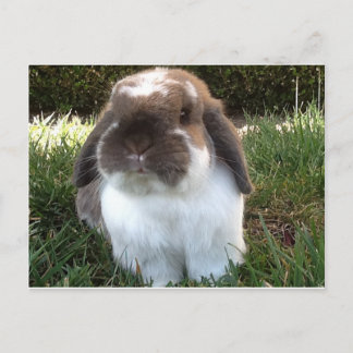 Carte Postale Apportez un peu de fureur dans votre vie !