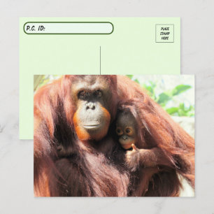 Carte Postale Après avoir croisé les pouces vers le haut Orangut