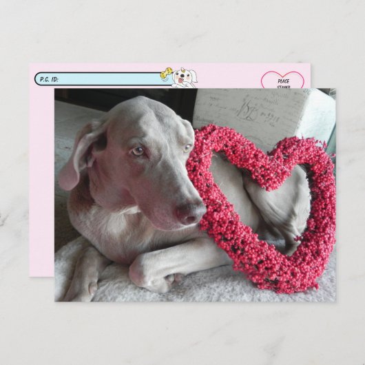 Carte Postale Après-croisière pluie l'amour du Wiemaraner (Devant / Derrière)