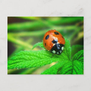 Carte Postale Après la pluie - Ladybug avec gouttelettes