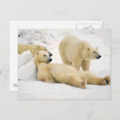 Carte Postale Après Le Dîner Ours (Devant / Derrière)