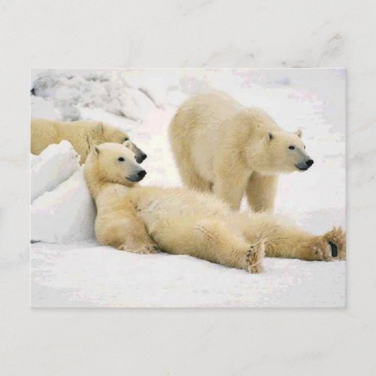 Carte Postale Après Le Dîner Ours (Devant)