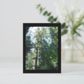 Carte Postale Après-midi dans les Sequoias (Debout devant)