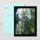 Carte Postale Après-midi dans les Sequoias (Devant / Derrière)