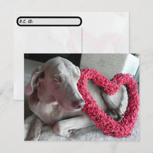 Carte Postale Après-traversée pluie le Weimaraner's I Heart You