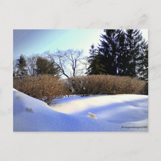 Carte Postale Après une tempête de glace (Devant)