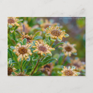 Carte Postale AprèsBloom