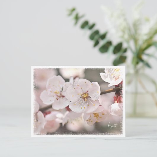 Carte Postale Apricot (Debout devant)