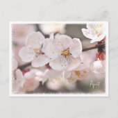 Carte Postale Apricot (Devant)