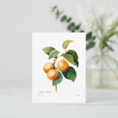 Carte Postale Apricot (Debout devant)