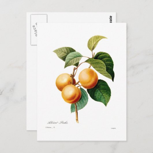 Carte Postale Apricot (Devant / Derrière)