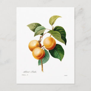 Carte Postale Apricot