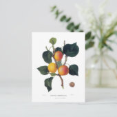 Carte Postale Apricot (Debout devant)