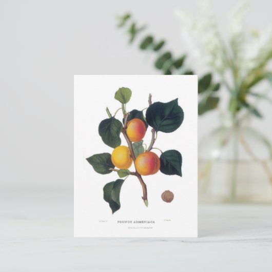 Carte Postale Apricot (Debout devant)