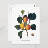Carte Postale Apricot (Devant / Derrière)