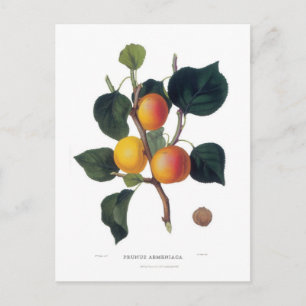 Carte Postale Apricot