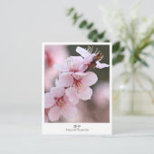 Carte Postale Apricot Blossom (Debout devant)