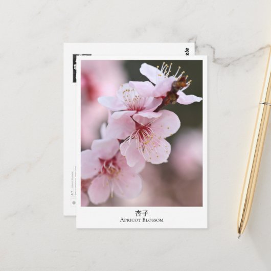 Carte Postale Apricot Blossom (Devant/Arrière en situation)