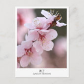 Carte Postale Apricot Blossom (Devant)