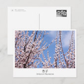 Carte Postale Apricot Blossom (Devant / Derrière)