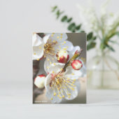 Carte Postale Apricot japonais [Carte postale] (Debout devant)