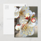 Carte Postale Apricot japonais [Carte postale] (Devant / Derrière)