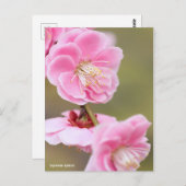 Carte Postale Apricot japonais [Carte postale] (Devant / Derrière)