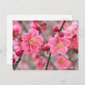 Carte Postale Apricot japonais [Carte postale] (Devant / Derrière)