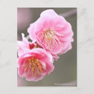 Carte Postale Apricot japonais en pleurs [Carte postale]