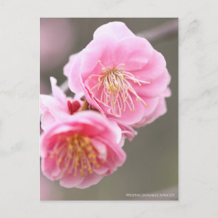 Carte Postale Apricot japonais en pleurs [Carte postale]