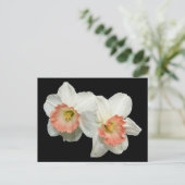 Carte Postale Apricot/Jonquils blancs/Daffodiques (Debout devant)