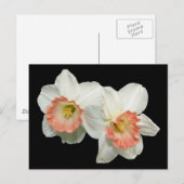 Carte Postale Apricot/Jonquils blancs/Daffodiques (Devant / Derrière)