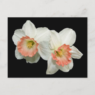 Carte Postale Apricot/Jonquils blancs/Daffodiques