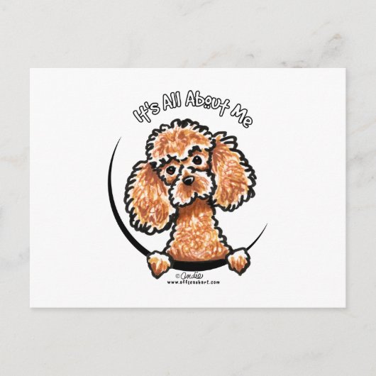 Carte Postale Apricot Jouet Miniature Poodle IAAM (Devant)