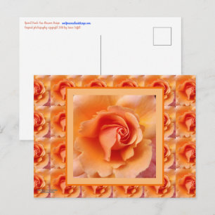 Carte Postale Apricot Peach Rose Flower Close Up