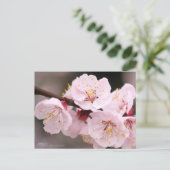 Carte Postale Apricot:Postcard (Debout devant)