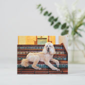 Carte Postale Apricot Standard Poodle - Bocelli (Debout devant)