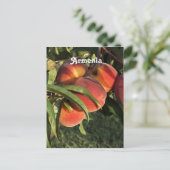 Carte Postale Apricots arméniens (Debout devant)