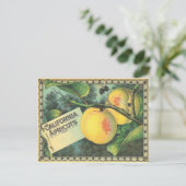 Carte Postale Apricots californiens (Debout devant)
