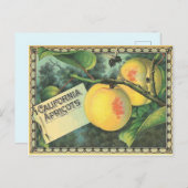 Carte Postale Apricots californiens (Devant / Derrière)