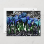 Carte Postale Aqua Blue Crocus Blooms (Devant / Derrière)