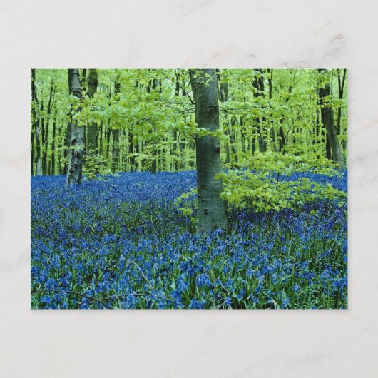 Carte Postale Aqua Bluebell Bois fleurs (Devant)
