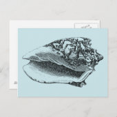 Carte Postale Aqua Conch Shell (Devant / Derrière)