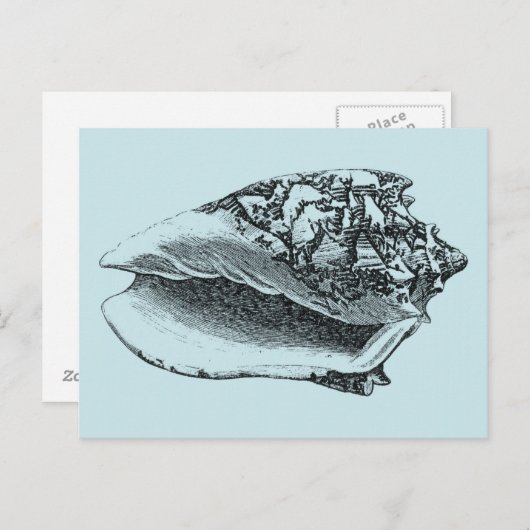 Carte Postale Aqua Conch Shell (Devant / Derrière)