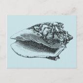 Carte Postale Aqua Conch Shell (Devant)